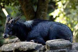 Kambing gurun betina alpine sejenis spesies kambing liar yang berkeliaran di pergunungan alps eropah dikesan di empangan. Kambing Gurun Makin Pupus Kosmo Digital