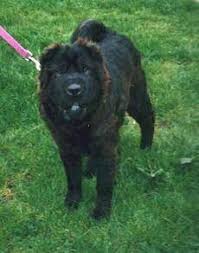 The chinese shar pei is calm, loyal, and exceptionally wrinkled! Chinese Shar Pei Dog Breed Information And Pictures