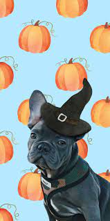 Halloween French Bulldog Oc In 2021 Dog Wallpaper Iphone French Bulldog Wallpaper Bulldog