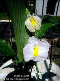 Image result for Siphonochilus