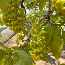 Image result for Ochna pulchra