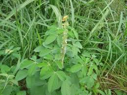 Image result for Crotalaria torrei