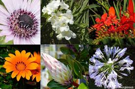 Versatile and dependable perennials brighten your garden. 23 Best African Flowers And Pictures You Should See Florgeous