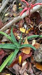 Image result for Bolusiella iridifolia