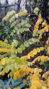 Image result for Indigofera kirkii