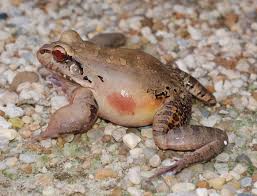 Image result for Cheirostylis lepida