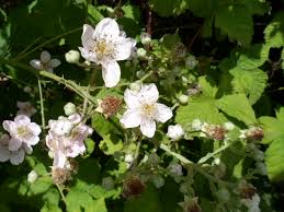 Plant with small white flowers and thorns. White Flowers Bush By Ruukuxp On Deviantart