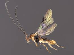 Image result for Psychotria bugoyensis