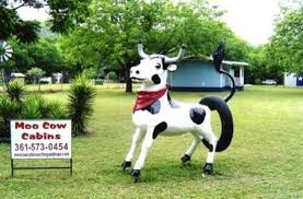 Camping with free hot showers. Moo Cow Cabin Rentals On The Guadalupe River Campground Reviews New Braunfels Tx Tripadvisor