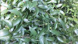 Image result for Asparagus asparagoides