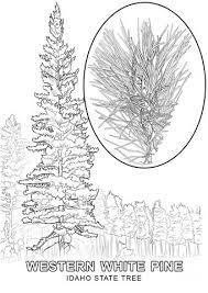 Free printable boise state broncos coloring pages for kids that you can print out and color. Idaho State Tree Coloring Page Free Printable Coloring Pages Tree Coloring Page Coloring Pages Christmas Tree Coloring Page