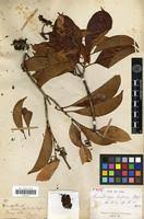 Image result for Oreophyton