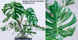 Whether you have monstera deliciosa var. Monstera Deliciosa Albo Variegata The Variegated Monstera Care Guide