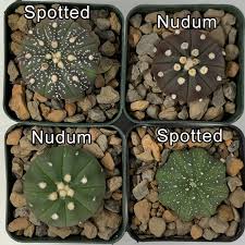 Image result for Thesium asterias