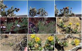 Image result for Eriocephalus ambiguus