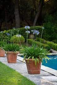 Potted Agapanthus Around Pool Plants Around Pool Pool Plants Pool Landscaping