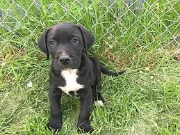Maybe you would like to learn more about one of these? Pottsville Pa Labrador Retriever Meet Black Lab Pups A Pet For Adoption
