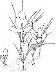 Flower Coloring Crocus Flower Coloring Page Crocus Flower Coloring Pagefull Size Image Flower Drawing Flower Coloring Pages Crocus Flower