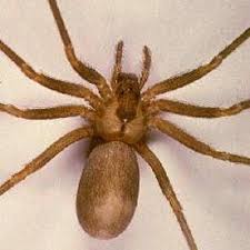 Black And Brown Wolf Spider Wolf Spiders Dock Spiders Or Fishing Spiders A Comparison Plus My Meeting With A Giant Wolf Spider In 2020 Brown Recluse Spider Recluse Spider Brown Recluse