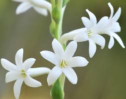 Staminal connective is protruding and forming a long tip. Fragrant Flowers 10 Best Smelling Flowers For Home Decor