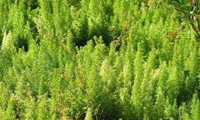 Foxtail Fern Growing This Sly Perennial Epic Gardening