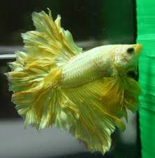 Betta Fish Gold King Feather Tail Half Moon Hm Male Betta Fish Betta Siamese Fighting Fish