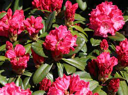 The rhododendron bush is an attractive, blooming specimen in many landscapes and is fairly low maintenance when planted properly. Rhododendron Morgenrot Rhododendron Yakushimanum Morgenrot Baumschule Horstmann