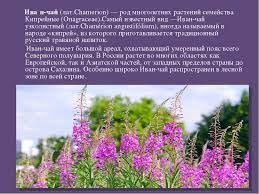 Epilobium angustifolium l.) трава или полукустарник рода многолетних растений семейства кипрейных. Prezentaciya Po Biologii Na Temu Lekarstvennye Rasteniya Kiprej Uzkolistnyj