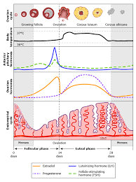 Progestogen Hypersensitivity Uptodate
