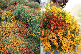 Marigold flowers for sale in phoenix. Heat Loving Flowers And Foliage Floret Flowers