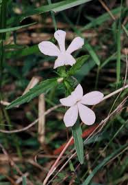 Image result for Striga bilabiata