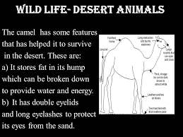 What sorts of genetic adaptations the difficulty is identifying how and if one is influencing the other. Climate On Earth Come Let S Now Find Out More About The Desert Region Ppt Download
