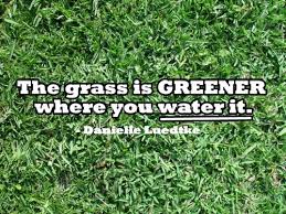 The Grass Is Always Greener On The Other Side A Different Take On The Grass Is Always Greener On The Other Side Great Motivational Quote To Remind Us That What You Planting Grass Planting Grass Seed Lawn