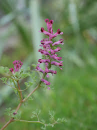 Image result for Fumariaceae