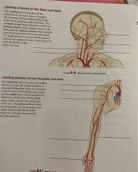 Instant anatomy is a specialised web site for you to learn all about human anatomy of the. Labeling Arteries Of The Neck And Head The Vertebral Chegg Com