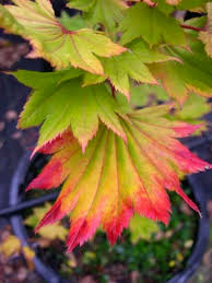 Brilliant orange and red fall colors (as shown in photo at left). Full Moon Maple Mendocino Maples Nursery