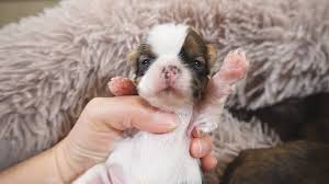 Puppies' eyes open about two weeks after they are born. Puppies Eyes Open For The First Time Shih Tzu Puppies Youtube