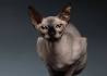 Sphynxes for Sale | Cats on Oodle Classifieds