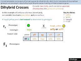 Here you may to know how to solve a dihybrid punnett square. 10 2 Inheritance Ahl Essential Idea Genes May