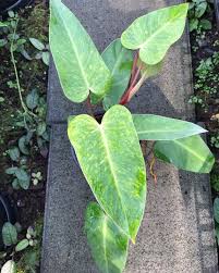 Painted Lady Philodendron Plantsofinstagram Plantdecor Plantsmakepeoplehappy Crazyplantlady Plantlove In 2020 Plants Cool Plants Plant Leaves
