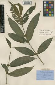 Image result for Lasianthus