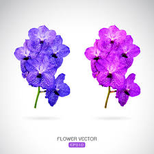 We've gathered more than 5 million images uploaded by our users and sorted them by the most popular ones. Purple Flower Vectors Free Vector Download 13 503 Free Vector For Commercial Use Format Ai Eps Cdr Svg Vector Illustration Graphic Art Design