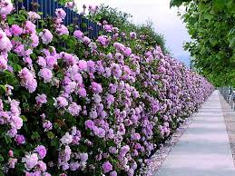 Le piante sempreverdi sono tutte quelle piante che non si spogliano mai completamente, nemmeno in inverno. Siepi Con Fiori Siepi Siepi Con Fiori Caratteristiche