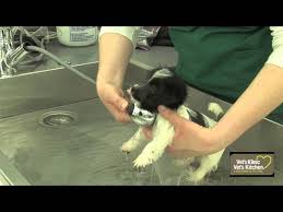 Once a month with a gentle puppy shampoo is enough. First Puppy Bath Youtube