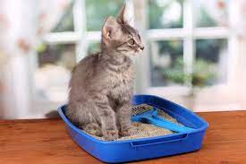 These genius cleaning products will deoderize your house and get rid of lingering smells by boiling one quart of water with lemon slices for several minutes. How To Get That Catty Smell Out Of Your Home Catster