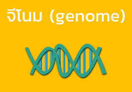 การแบ่งตัวของไซโทพลาซึม (cytokinesis) มีด้วยกัน 2 ลักษณะ คือการเกิดร่องแบ่ง (furrow type) ในเซลล์สัตว์ โดยเยื่อหุ้มเซลล์จะคอดกิ่วจากทั้ง 2 ด้านเข้าสู่ใจกลาง. à¸ˆ à¹‚à¸™à¸¡
