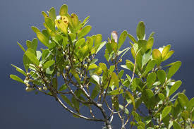 Image result for Pleurostylia capensis