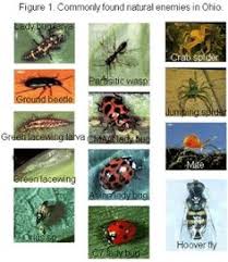 34 Best Beneficial Insects Images Beneficial Insects