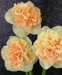 Narcissus Flower Surprise Double Narcissi Narcissi Flower Bulb Index Bulb Flowers Narcissus Flower Beautiful Flowers