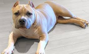 To assure complete nutrition, as also for. American Bully Breed Information Guide Quirks Pictures Personality Facts Barkpost